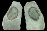 Bargain, Longianda Trilobite With Pos/Neg - Issafen, Morocco #170637-2
